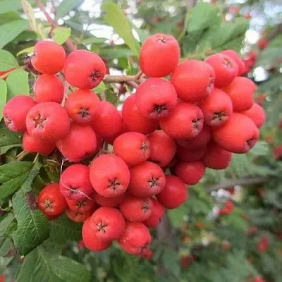Рябина НЕВЕЖИНСКАЯ сладкоплодная  Рябина НЕВЕЖИНСКАЯ сладкоплодная в Нижнем Новгороде