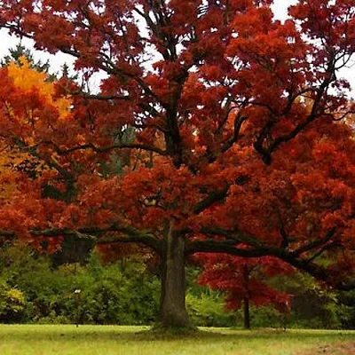 Дуб  Дуб в Нижнем Новгороде