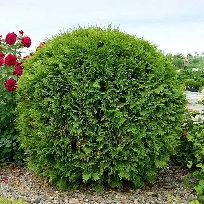 Туя ВУДВАРДИ западная  Туя ВУДВАРДИ западная в Нижнем Новгороде