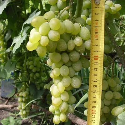 Виноград АНАНАСНЫЙ РАННИЙ  Виноград АНАНАСНЫЙ РАННИЙ в Нижнем Новгороде