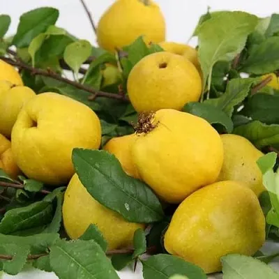 Айва ЯПОНСКАЯ  Айва ЯПОНСКАЯ в Нижнем Новгороде