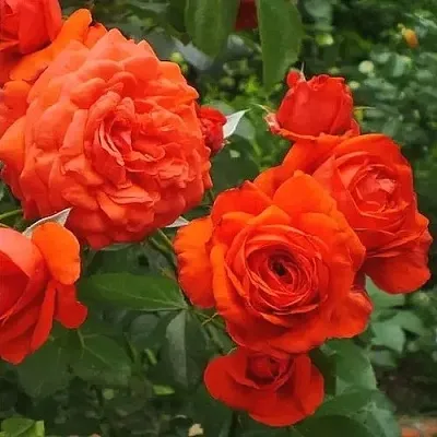 Саженцы роз МАЙНТАУЭР плетистая  Саженцы роз МАЙНТАУЭР плетистая в Нижнем Новгороде