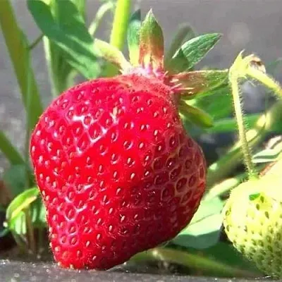 Клубника ХОНЕЙ  Клубника ХОНЕЙ в Нижнем Новгороде