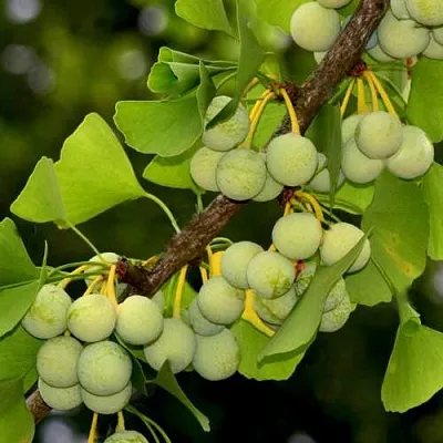 Гинкго билоба  Гинкго билоба в Нижнем Новгороде