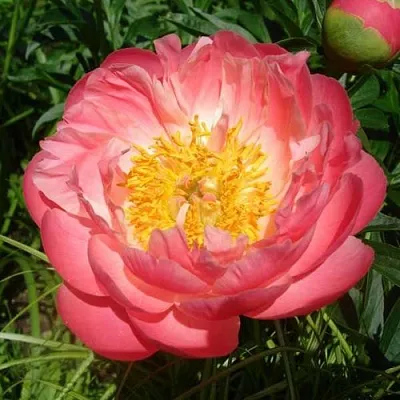 Пион ПИНК ГАВАЙАН КОРАЛ травянистый  Пион ПИНК ГАВАЙАН КОРАЛ травянистый в Нижнем Новгороде