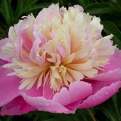 Пион ВЕСЕННЯЯ ПАЛИТРА травянистый  Пион ВЕСЕННЯЯ ПАЛИТРА травянистый в Нижнем Новгороде