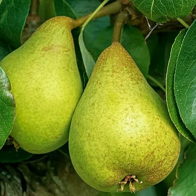 Груша Г-6 колонновидная в Нижнем Новгороде