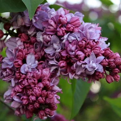 Сирень П.П.КОНЧАЛОВСКИЙ  Сирень П.П.КОНЧАЛОВСКИЙ в Нижнем Новгороде