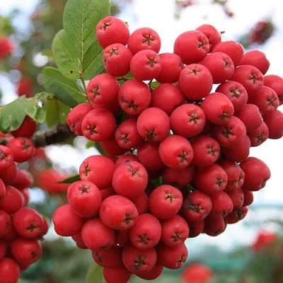 Рябина АЛАЯ КРУПНАЯ сладкоплодная  Рябина АЛАЯ КРУПНАЯ сладкоплодная в Нижнем Новгороде