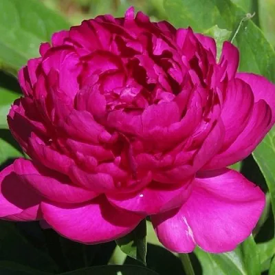 Пион БАРХАТ НОЧИ травянистый  Пион БАРХАТ НОЧИ травянистый в Нижнем Новгороде