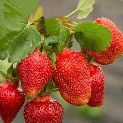 Клубника АЗИЯ  Клубника АЗИЯ в Нижнем Новгороде