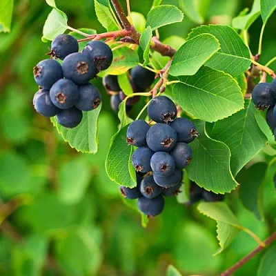 Ирга КОЛОСИСТАЯ в Нижнем Новгороде