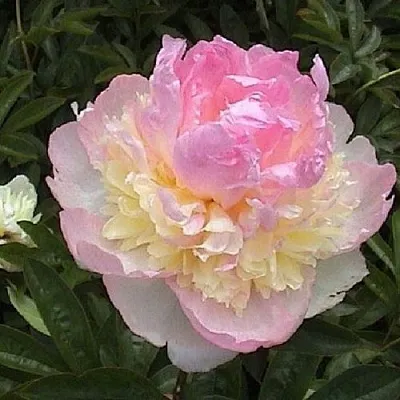 Пион РАСБЕРРИ САНДЕЙ травянистый  Пион РАСБЕРРИ САНДЕЙ травянистый в Нижнем Новгороде