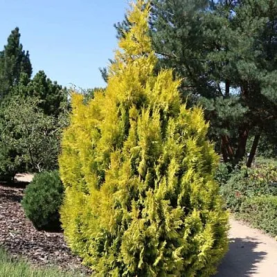 Туя СТОУНХАМ ГОЛД складчатая  Туя СТОУНХАМ ГОЛД складчатая в Нижнем Новгороде