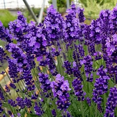 Лаванда ХИДКОТ БЛЮ узколистная в Нижнем Новгороде