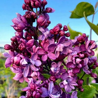 Сирень ВИОЛЕТТА  Сирень ВИОЛЕТТА в Нижнем Новгороде