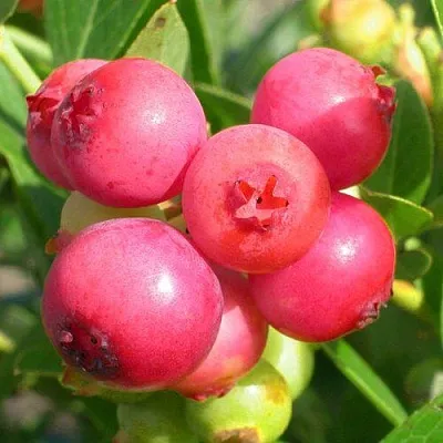 Голубика ПИНК ЛИМОНАД  Голубика ПИНК ЛИМОНАД в Нижнем Новгороде