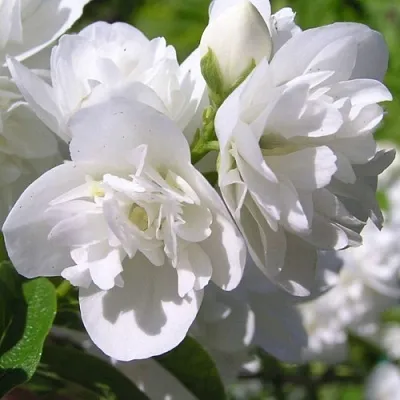 Жасмин ЖИРАНДОЛЬ  Жасмин ЖИРАНДОЛЬ в Нижнем Новгороде