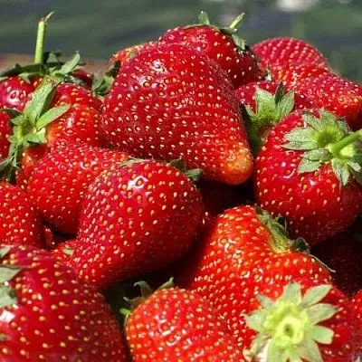 Клубника ПИРЧИНКЬЮ  Клубника ПИРЧИНКЬЮ в Нижнем Новгороде