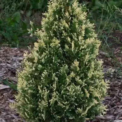 Туя БРАБАНТ ВАРИЕГАТТА западная — описание сорта Туя БРАБАНТ ВАРИЕГАТТА западная в Нижнем Новгороде