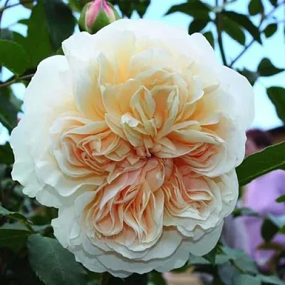 Саженцы роз ЛИЧФИЛД ЭНДЖЕЛ английская в Нижнем Новгороде