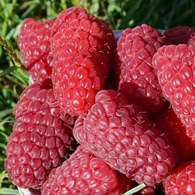 Малина САМОСВАЛ в Нижнем Новгороде