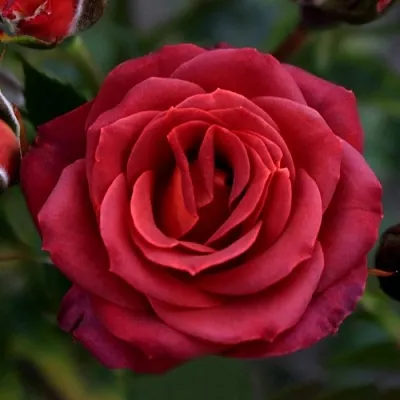 Саженцы роз ЧОКОЧИНО спрей  Саженцы роз ЧОКОЧИНО спрей в Нижнем Новгороде