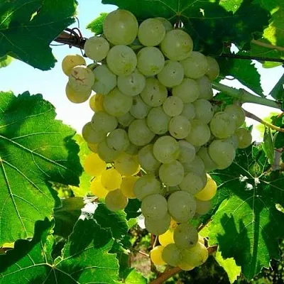 Виноград КИШМИШ МУСКАТНЫЙ  Виноград КИШМИШ МУСКАТНЫЙ в Нижнем Новгороде