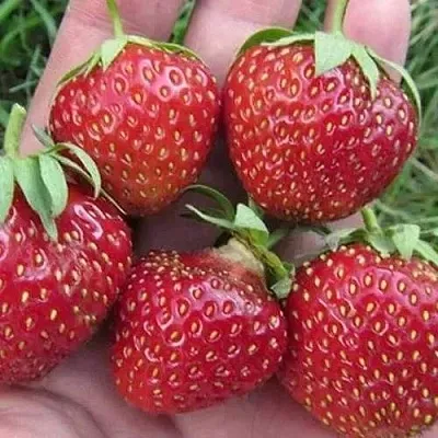 Клубника ВИМА ЗАНТА  Клубника ВИМА ЗАНТА в Нижнем Новгороде