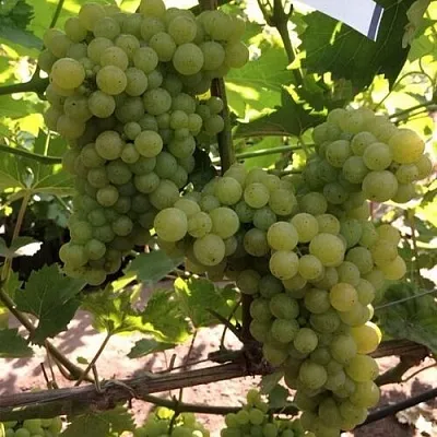 Виноград КИШМИШ 311  Виноград КИШМИШ 311 в Нижнем Новгороде