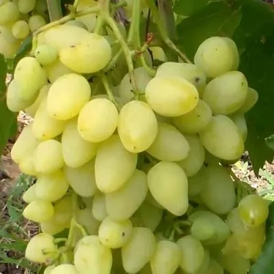 Виноград ЗАРНИЦА  Виноград ЗАРНИЦА в Нижнем Новгороде