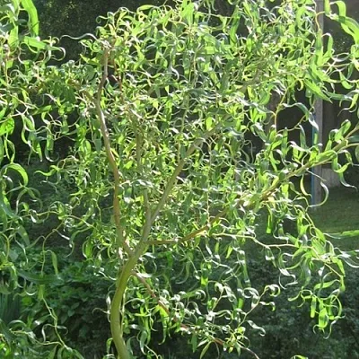 Ива МАТСУДАНА в Нижнем Новгороде