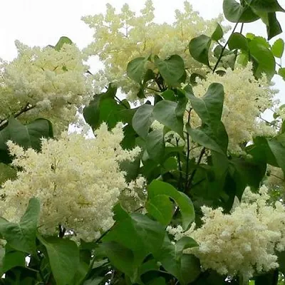 Сирень АМУРСКАЯ  Сирень АМУРСКАЯ в Нижнем Новгороде