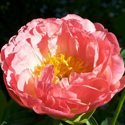 Пион КОРАЛ БИЧ травянистый  Пион КОРАЛ БИЧ травянистый в Нижнем Новгороде