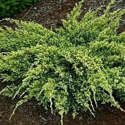 Можжевельник ДРИМ ДЖОЙ чешуйчатый  Можжевельник ДРИМ ДЖОЙ чешуйчатый в Нижнем Новгороде