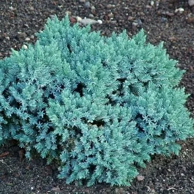 Можжевельник БЛЮ СТАР чешуйчатый  Можжевельник БЛЮ СТАР чешуйчатый в Нижнем Новгороде