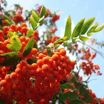 Рябина ВЕФЕД сладкоплодная — описание сорта Рябина ВЕФЕД сладкоплодная в Нижнем Новгороде