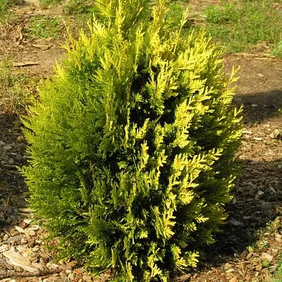 Туя КОППЕР ГОЛД западная  Туя КОППЕР ГОЛД западная в Нижнем Новгороде