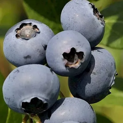 Голубика ЧАНДЛЕР  Голубика ЧАНДЛЕР в Нижнем Новгороде