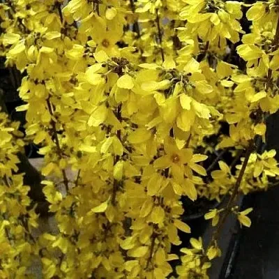 Форзиция ГОЛДРАУШ  Форзиция ГОЛДРАУШ в Нижнем Новгороде