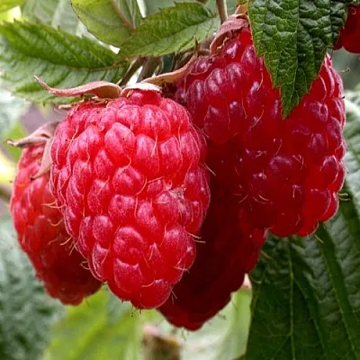 Малина КВЕЛЛИ  Малина КВЕЛЛИ в Нижнем Новгороде