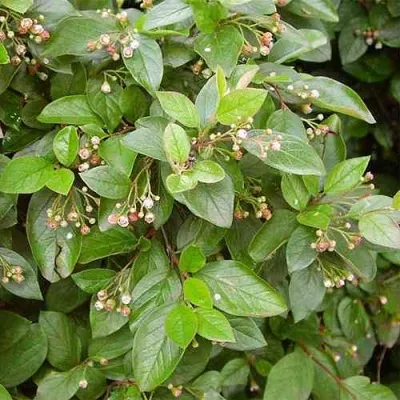 Кизильник блестящий в Нижнем Новгороде