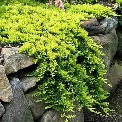 Можжевельник ГОЛДЕН КАРПЕТ горизонтальный  Можжевельник ГОЛДЕН КАРПЕТ горизонтальный в Нижнем Новгороде