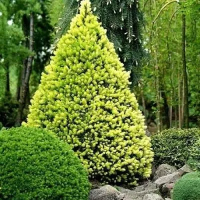 Ель РЕЙНБОУЗ ЭНД сизая  Ель РЕЙНБОУЗ ЭНД сизая в Нижнем Новгороде