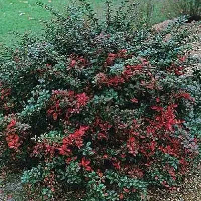 Барбарис РЕД ДЖЕВЕЛ средний   Барбарис РЕД ДЖЕВЕЛ средний  в Нижнем Новгороде