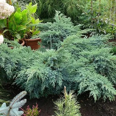 Можжевельник БЛЮ ШВЕД (СВИД) чешуйчатый  Можжевельник БЛЮ ШВЕД (СВИД) чешуйчатый в Нижнем Новгороде