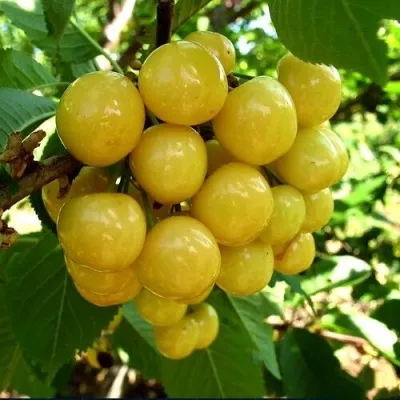 Черешня ПРИУСАДЕБНАЯ ЖЁЛТАЯ — описание сорта Черешня ПРИУСАДЕБНАЯ ЖЁЛТАЯ в Нижнем Новгороде