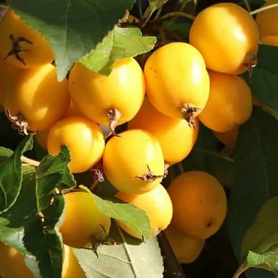 Яблоня ГОЛДЕН ХОРНЕТ декоративная  Яблоня ГОЛДЕН ХОРНЕТ декоративная в Нижнем Новгороде