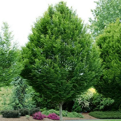 Граб  Граб в Нижнем Новгороде