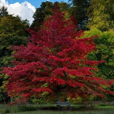 Дуб болотный в Нижнем Новгороде